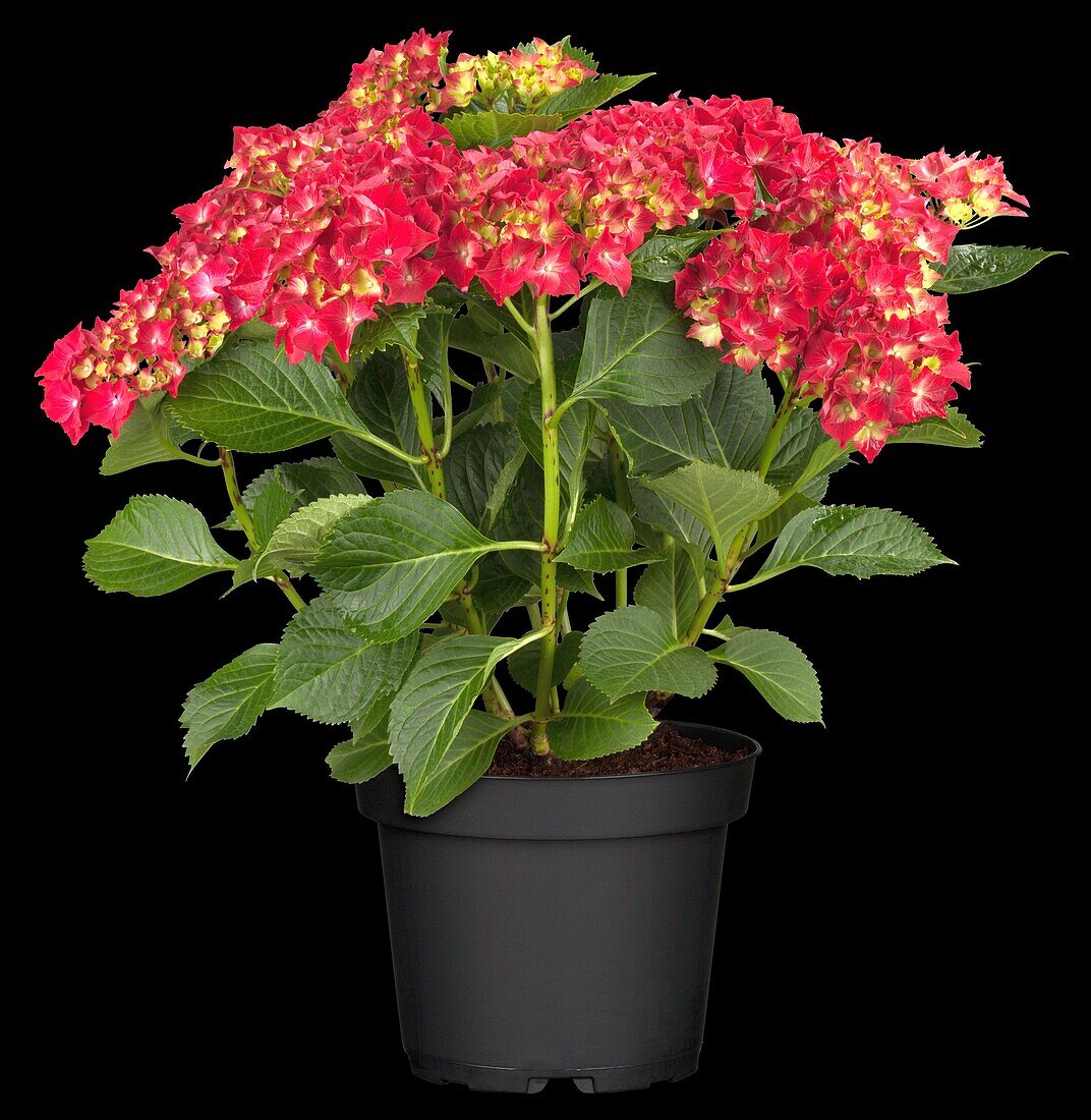 Hydrangea macrophylla 'Royal Red'