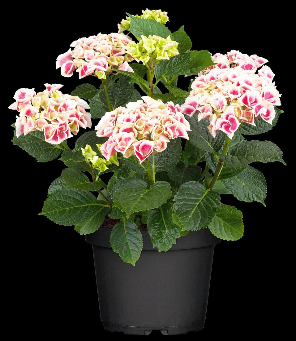 Hydrangea macrophylla 'Tivoli Red'®