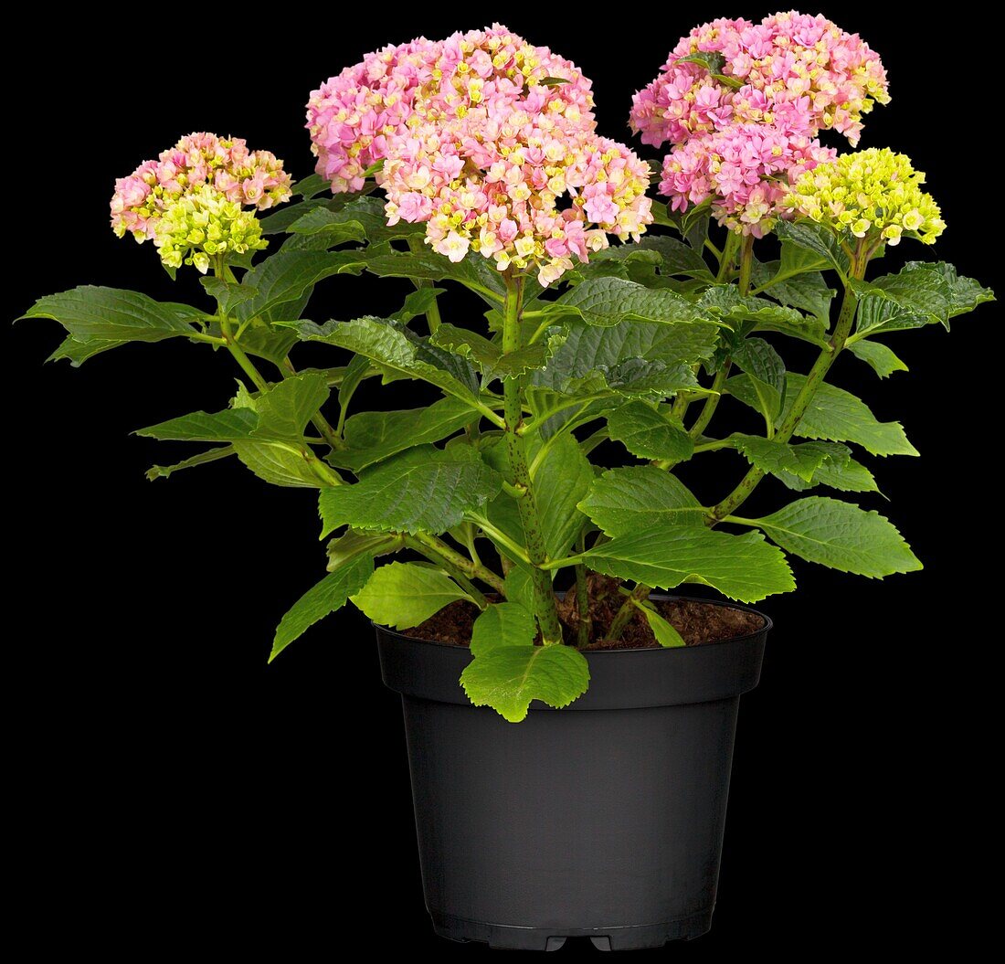 Hydrangea macrophylla You & Me 'Together'®, pink