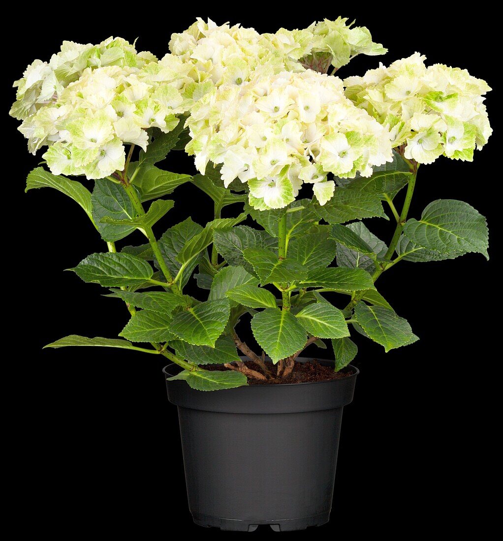 Hydrangea macrophylla 'Magical Noblesse'®