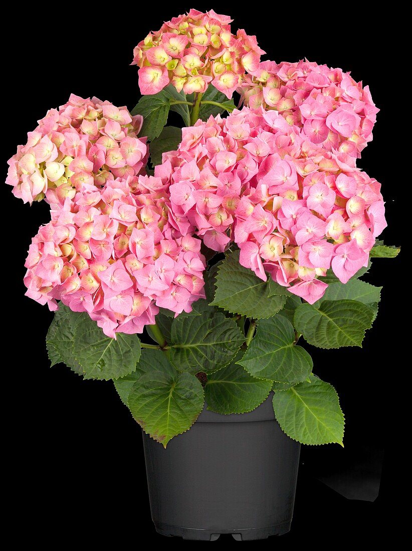 Hydrangea macrophylla 'Bela'(s), pink