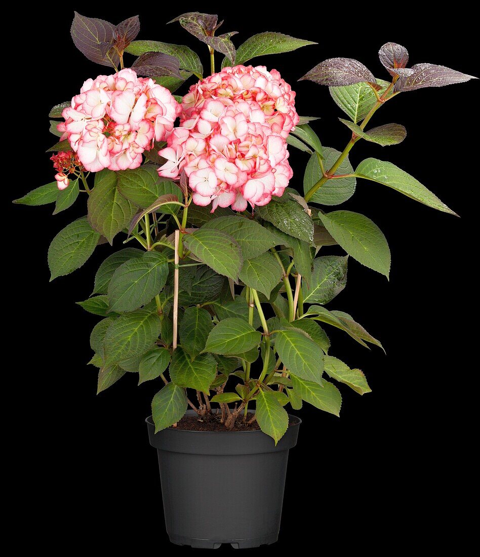 Hydrangea macrophylla 'Ripple'®