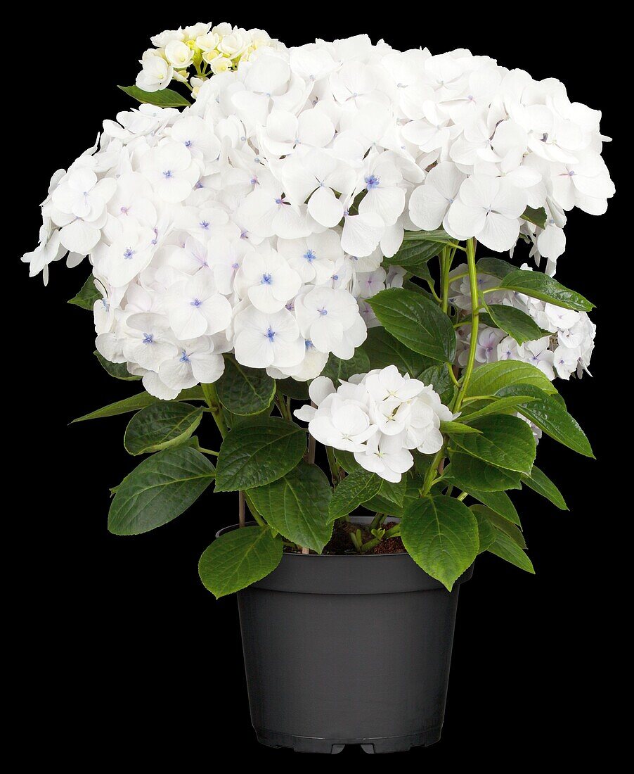 Hydrangea macrophylla 'Holibel'®