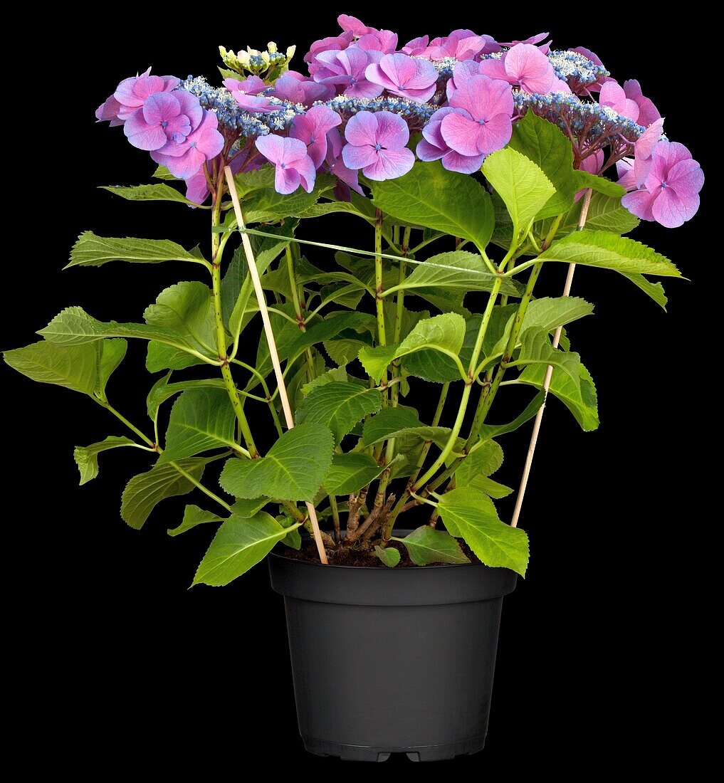 Hydrangea macrophylla 'Lutin Bleu'®