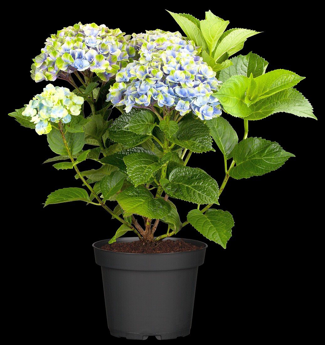 Hydrangea macrophylla 'Magical Amethyst'®, blau