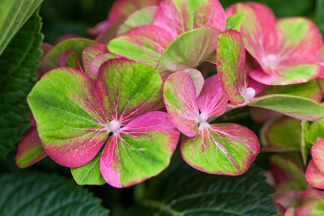 Hydrangea macrophylla 'Magical Greenfire'®