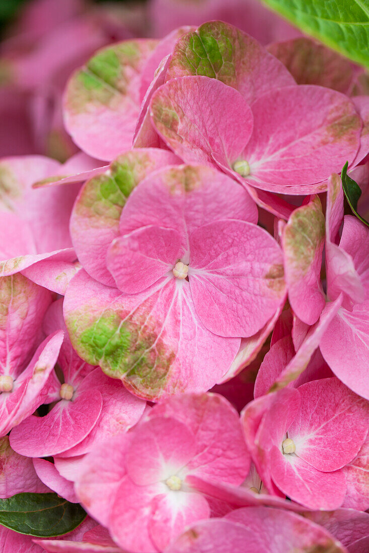 Hydrangea macrophylla 'Magical Greenfire'®