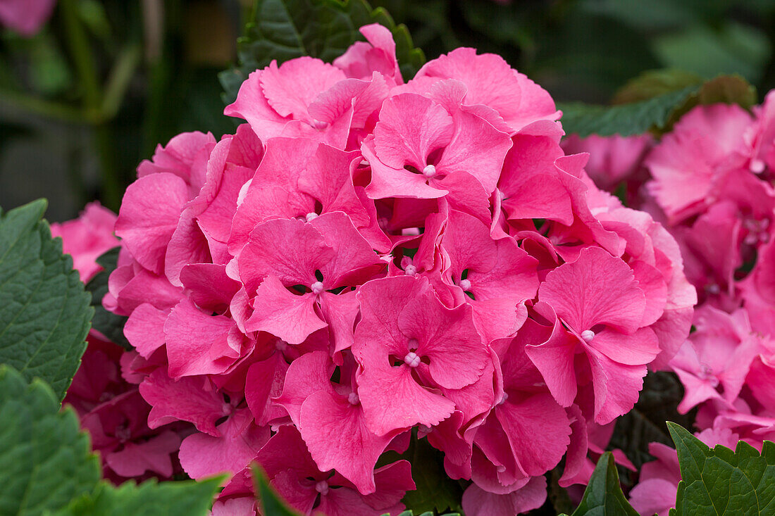 Hydrangea macrophylla 'Magical Garnet'®