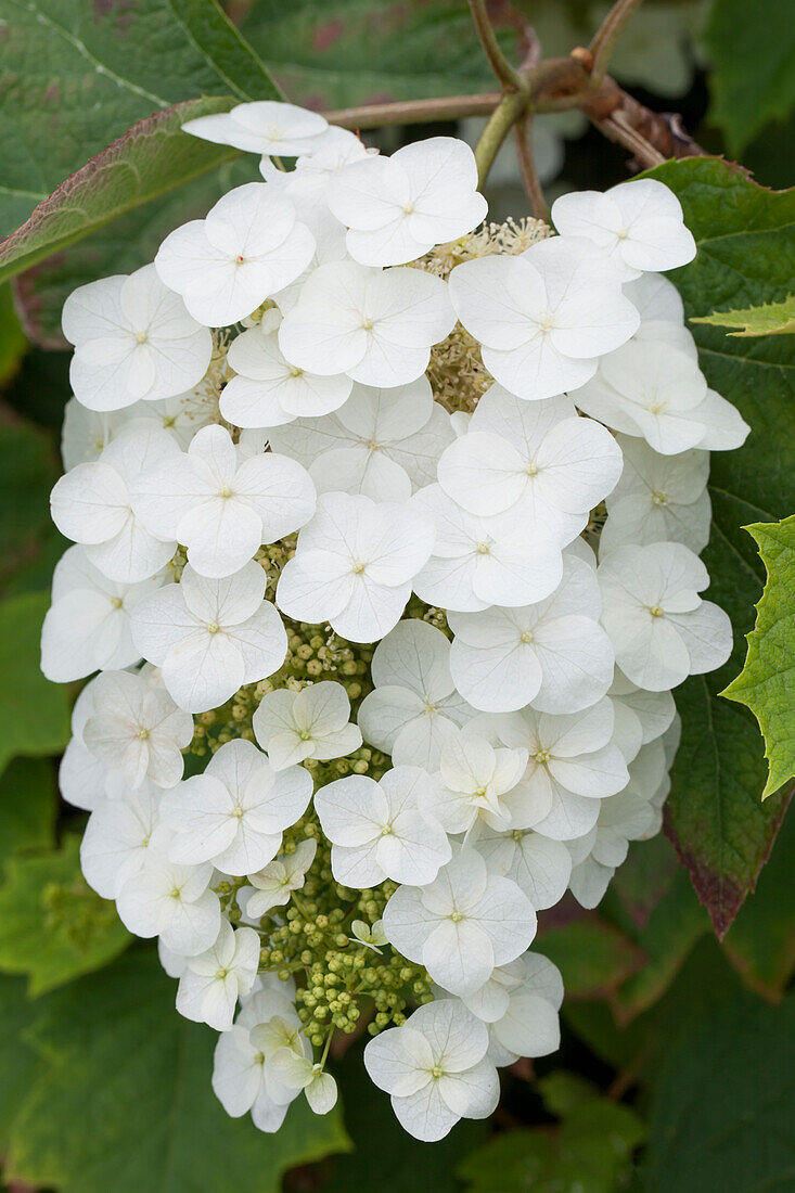 Hydrangea quercifolia