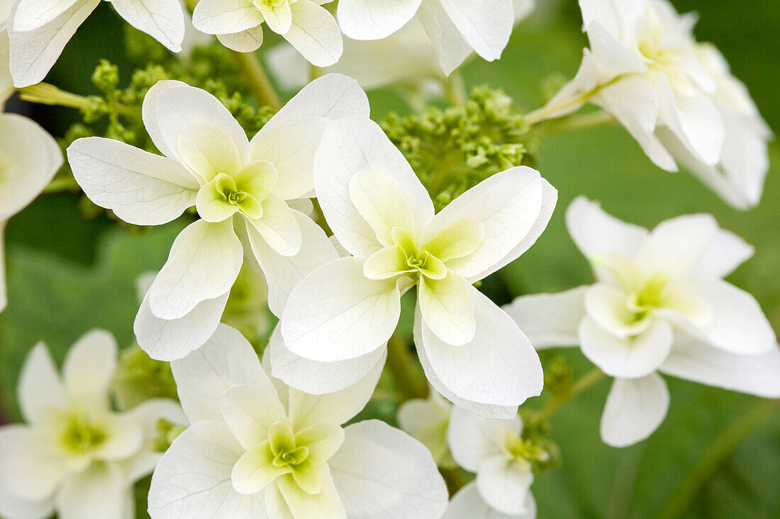 Hydrangea quercifolia 'Hovaria Quercifolia