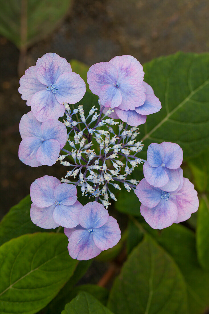 Hydrangea serrata 'Veerle'