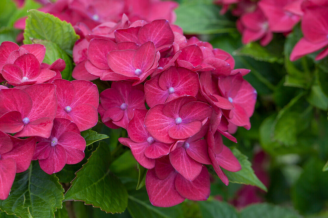 Hydrangea macrophylla 'Hot Red Purple' (German)