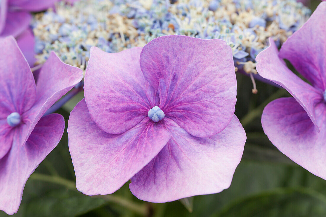 Hydrangea macrophylla 'Blaumeise'