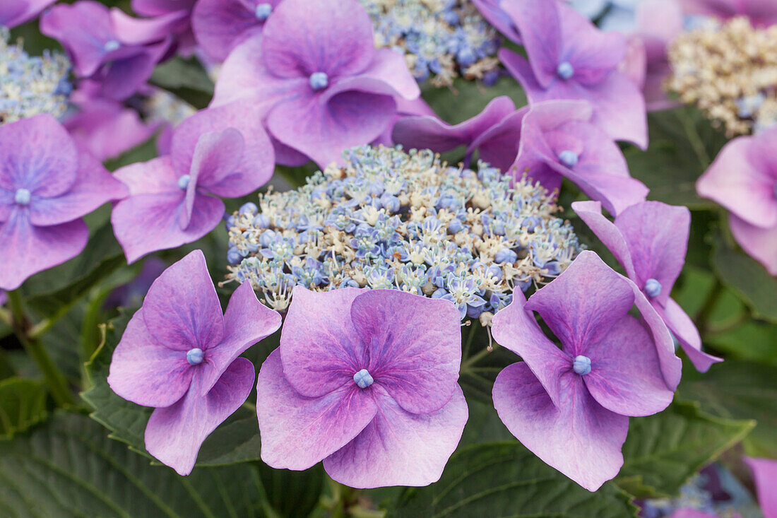 Hydrangea macrophylla 'Blaumeise'