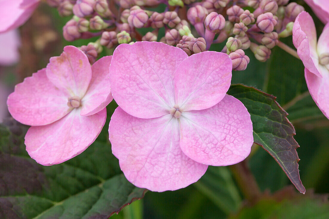 Hydrangea serrata 'Koreana'