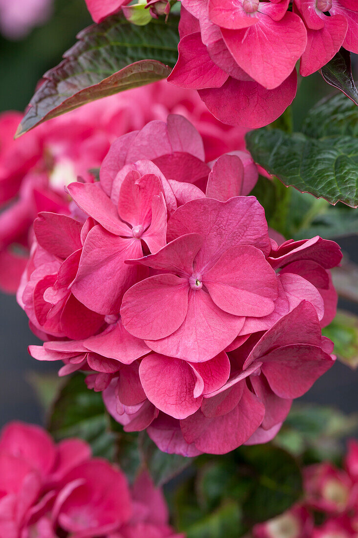 Hydrangea macrophylla Merveille Sanguine