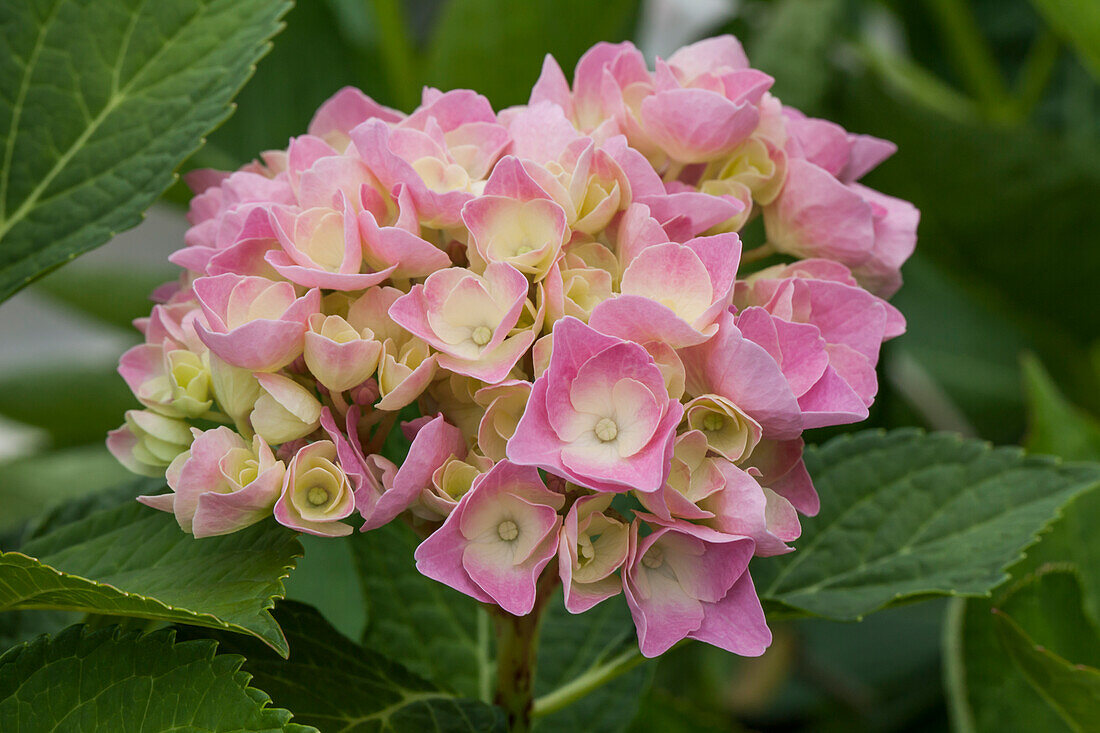 Hydrangea macrophylla 'Magical Diamond'®