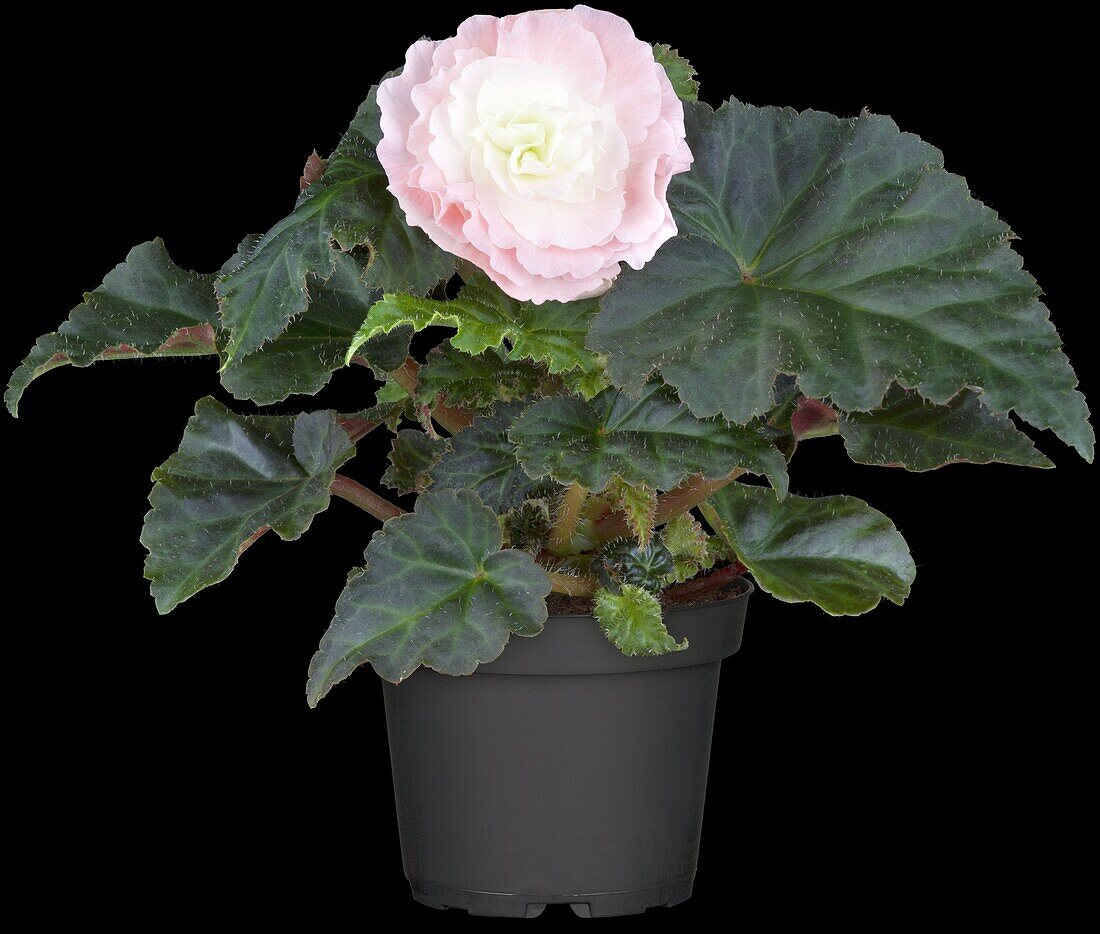 Begonia x tuberhybrida