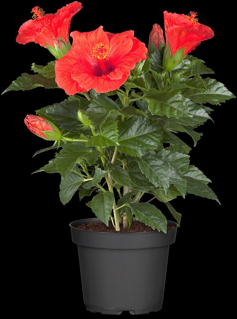 Hibiscus rosa-sinensis, rot