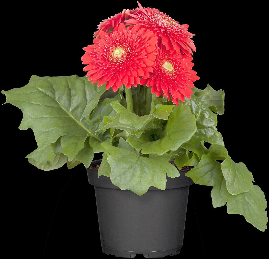 Gerbera 'Durora'