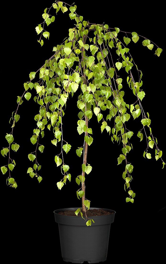 Betula pendula 'Youngii', stem