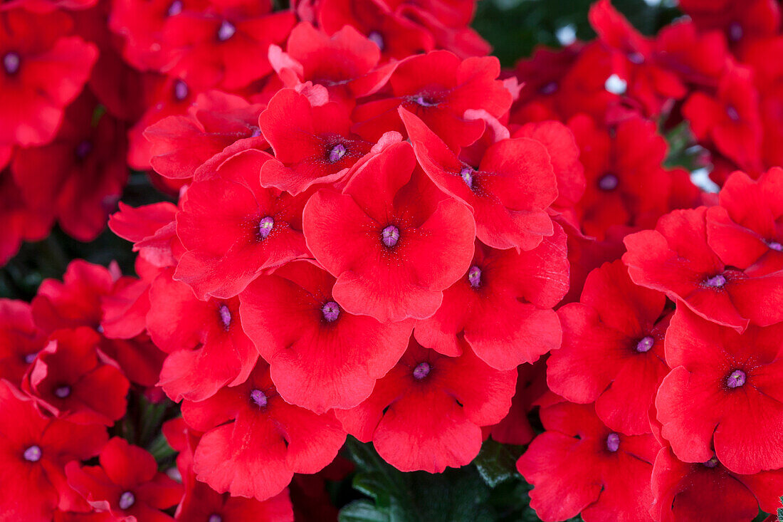 Verbena hybrid