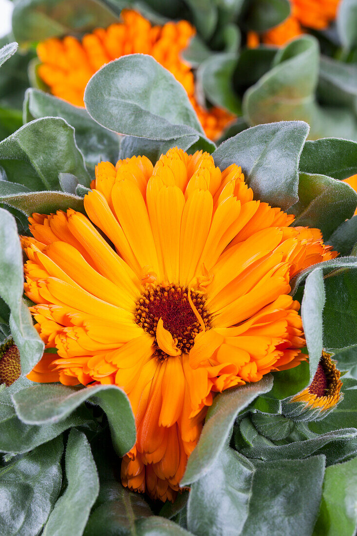 Calendula officinalis