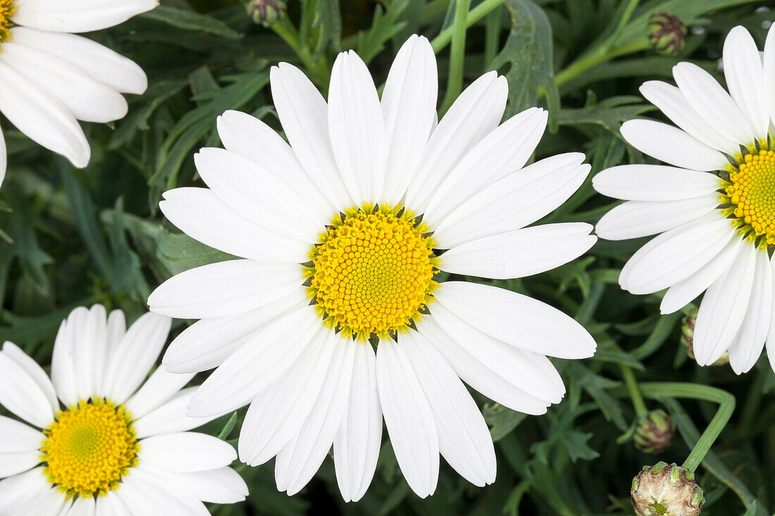 Argyranthemum frutescens 'Everest'