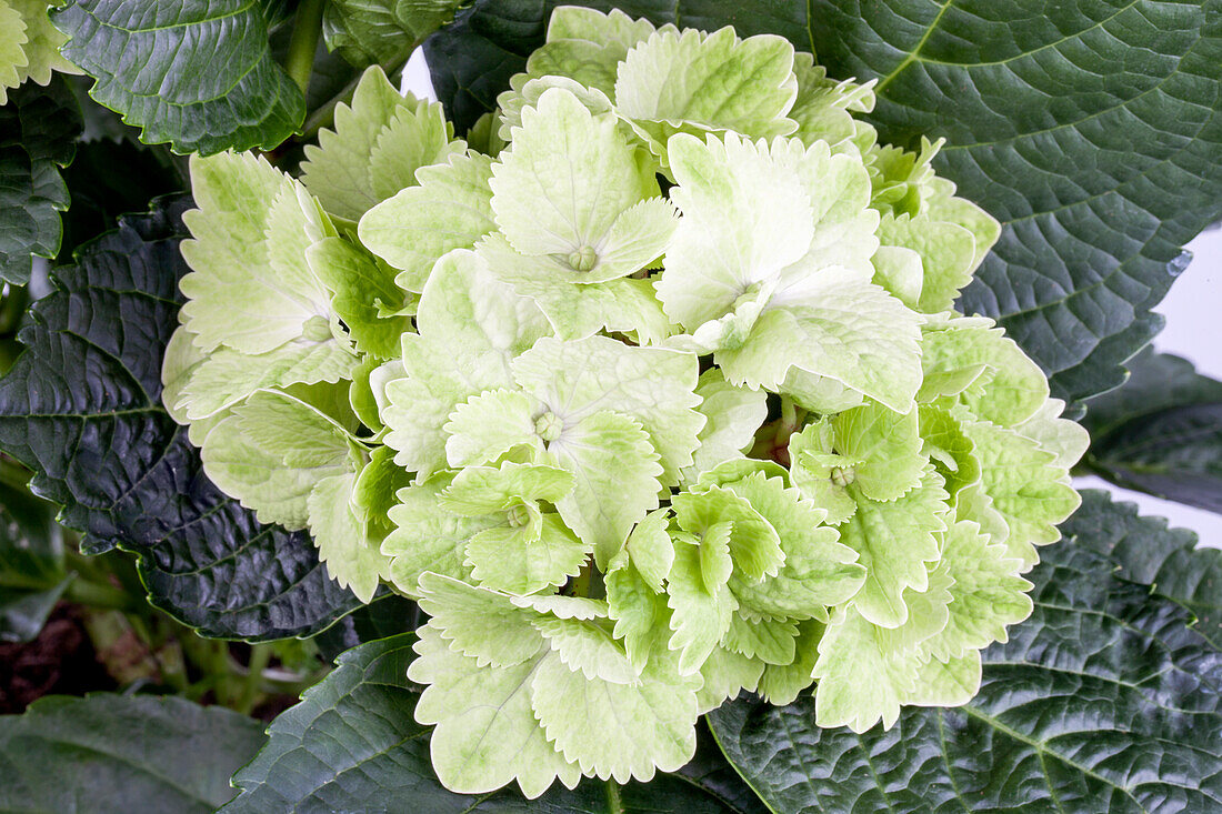 Hydrangea macrophylla Magical® Wings