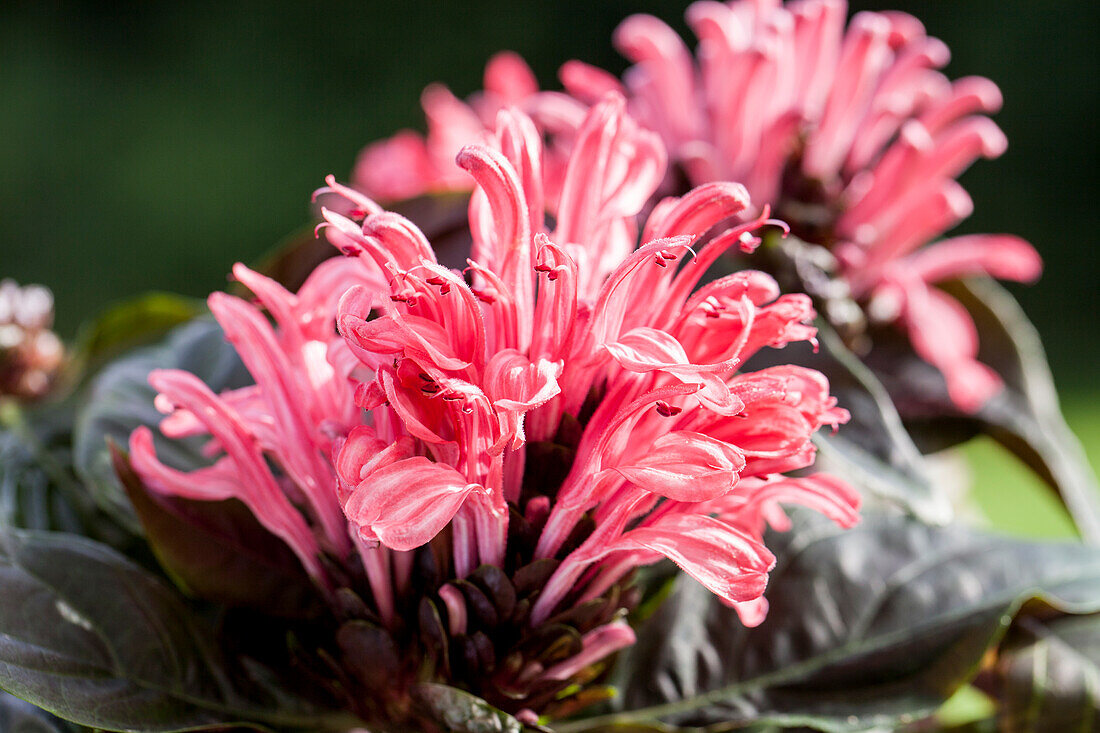 Jacobinia carnea