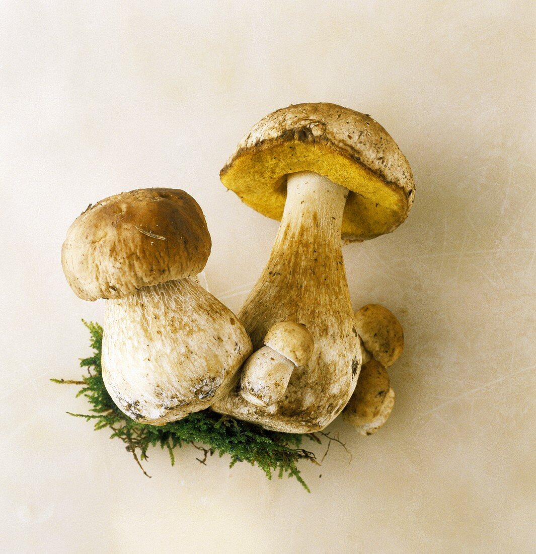 Yellow boletus: two large & three small mushrooms with moss