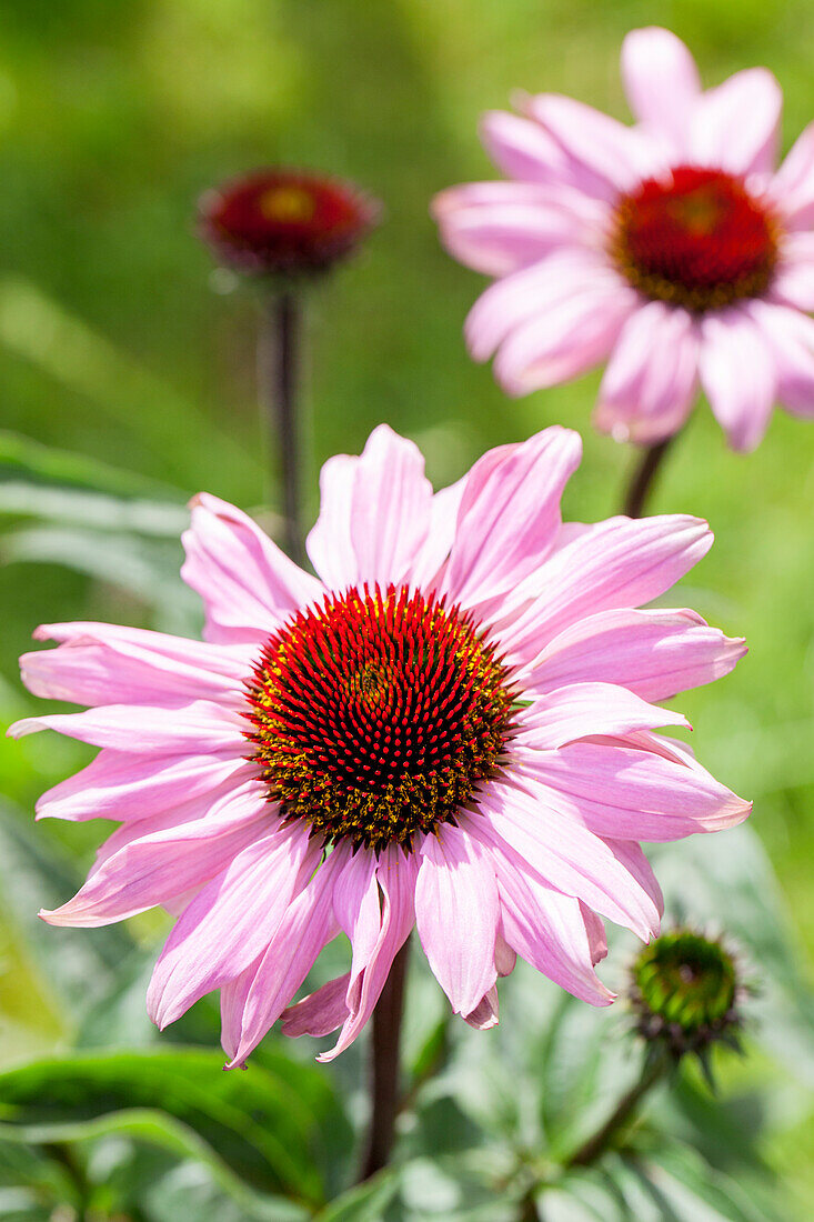 Echinacea purpurea