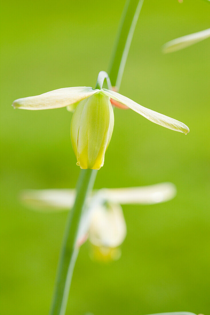 Albuca spiralis