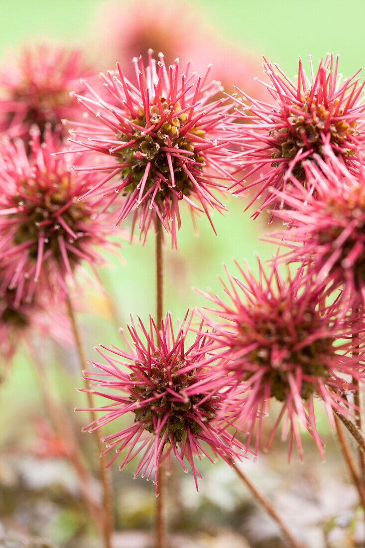 Acaena microphylla 'Copper Carpet'