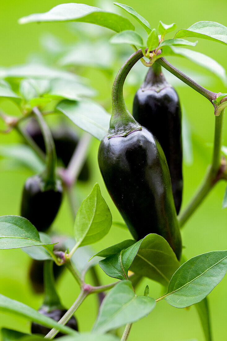 Capsicum annuum