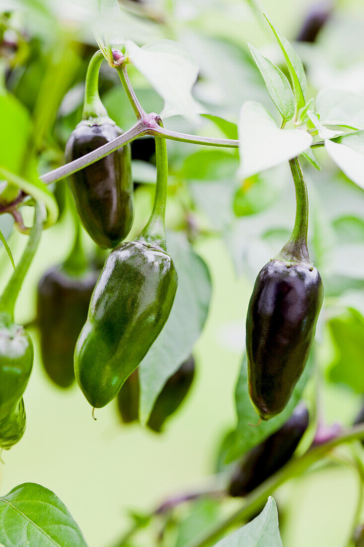 Capsicum annuum