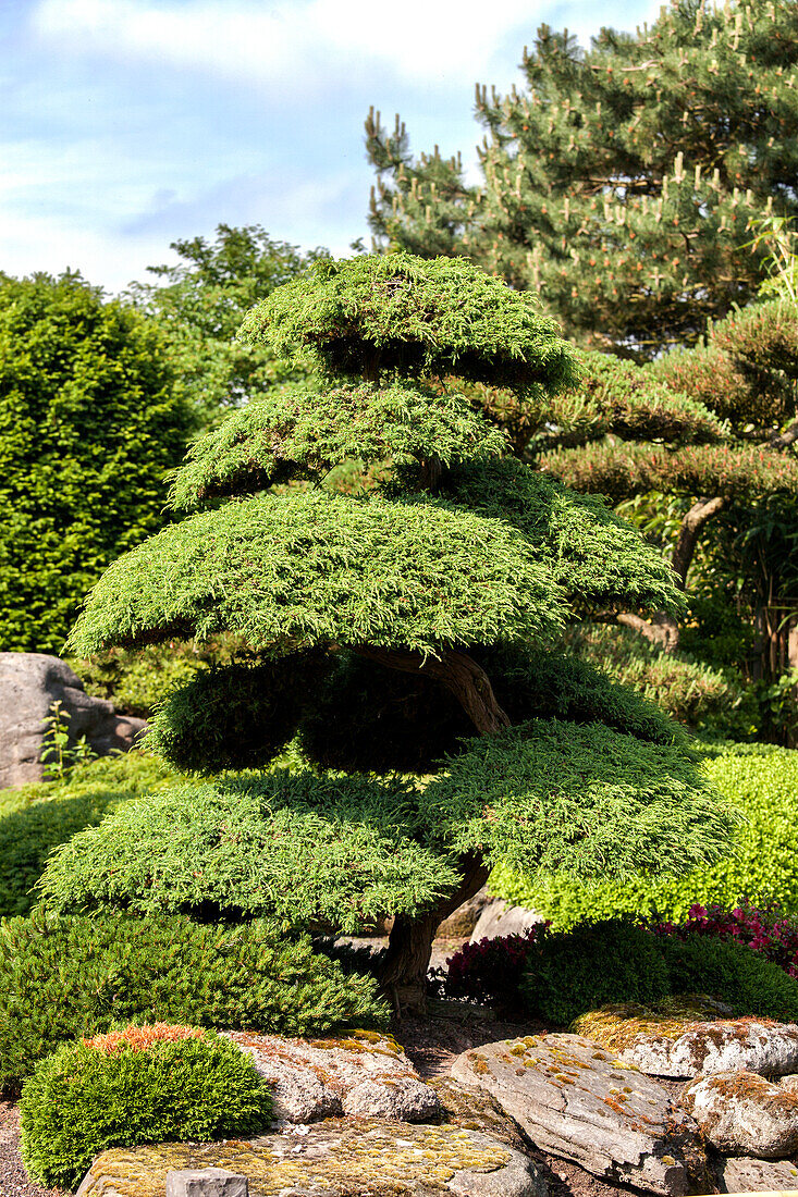 Juniperus chinensis