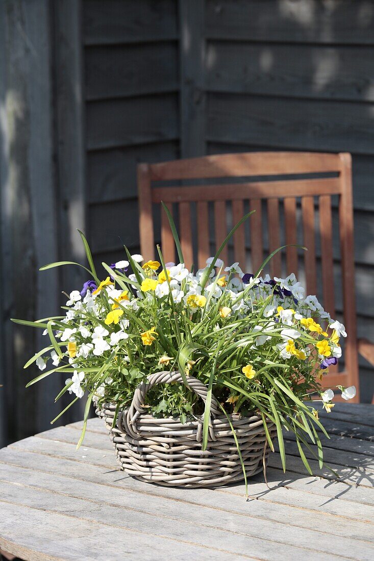 Primula basket