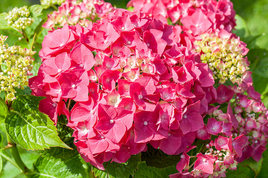 Hydrangea macrophylla 'Alpenglow' (s)