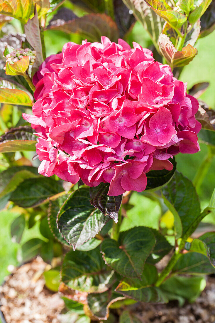 Hydrangea macrophylla 'Merveille Sanguine'