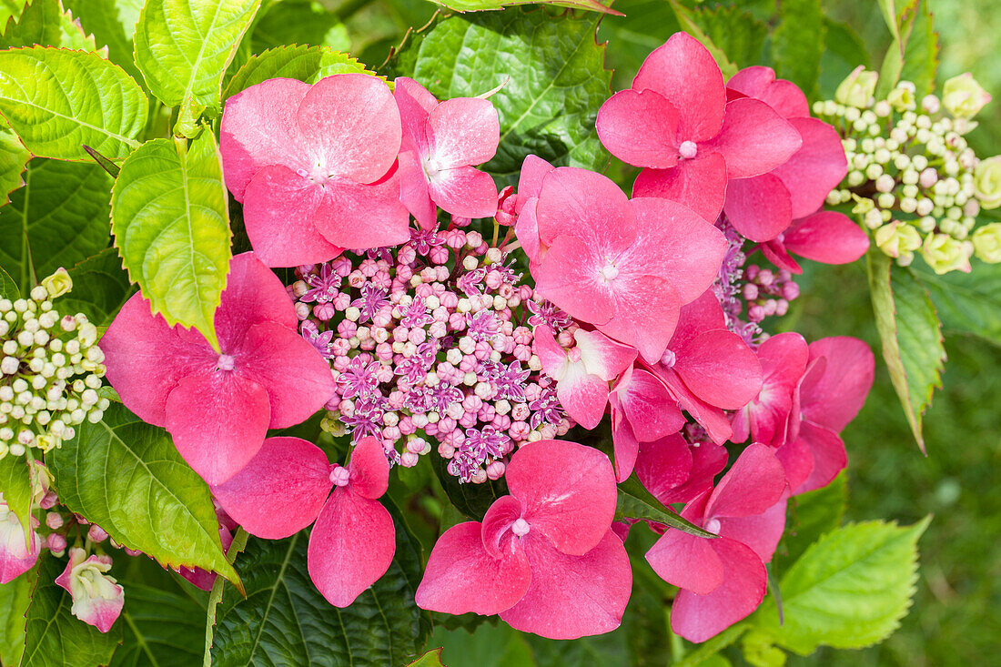 Hydrangea macrophylla, rosa Tellerblüten