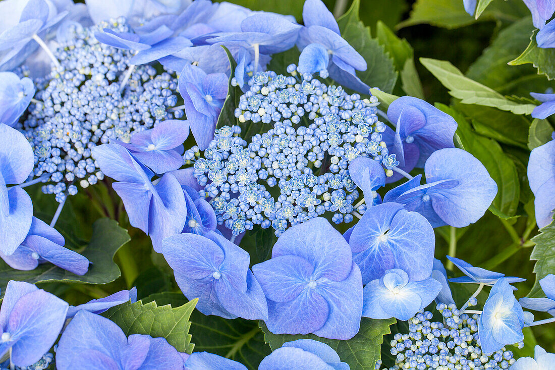 Hydrangea macrophylla 'Blaumeise' (Blue Tit)