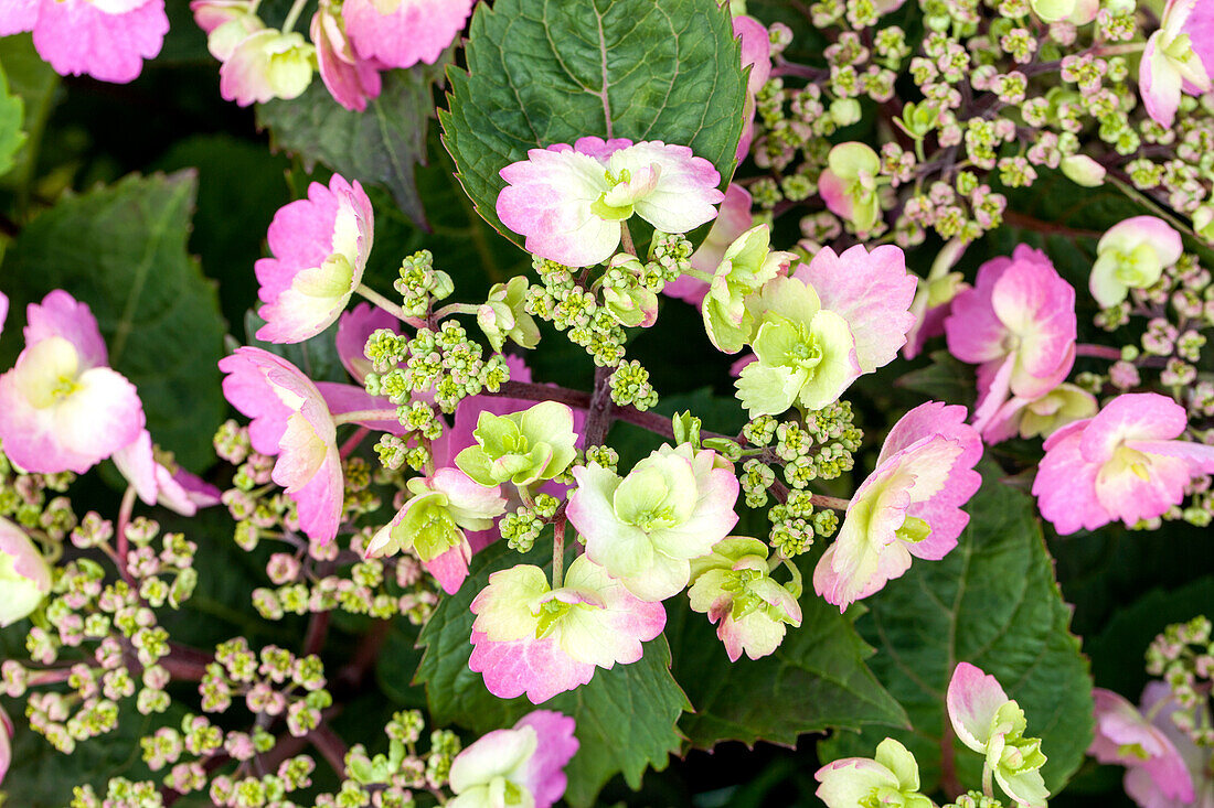 Hydrangea macrophylla, rosa Tellerblüten