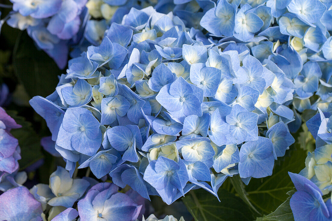 Hydrangea macrophylla, blue