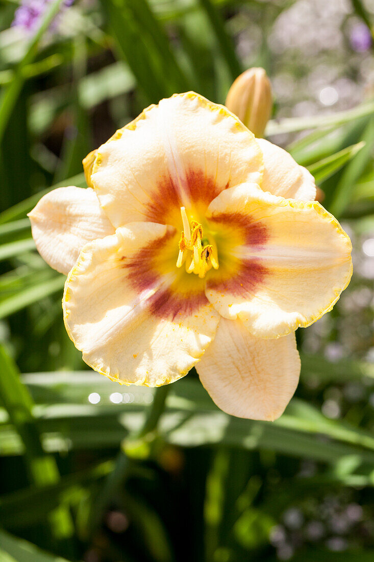 Hemerocallis