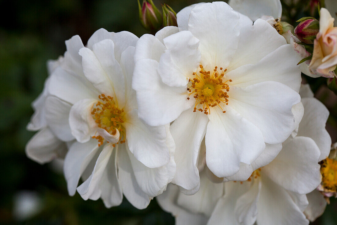 Pink, white