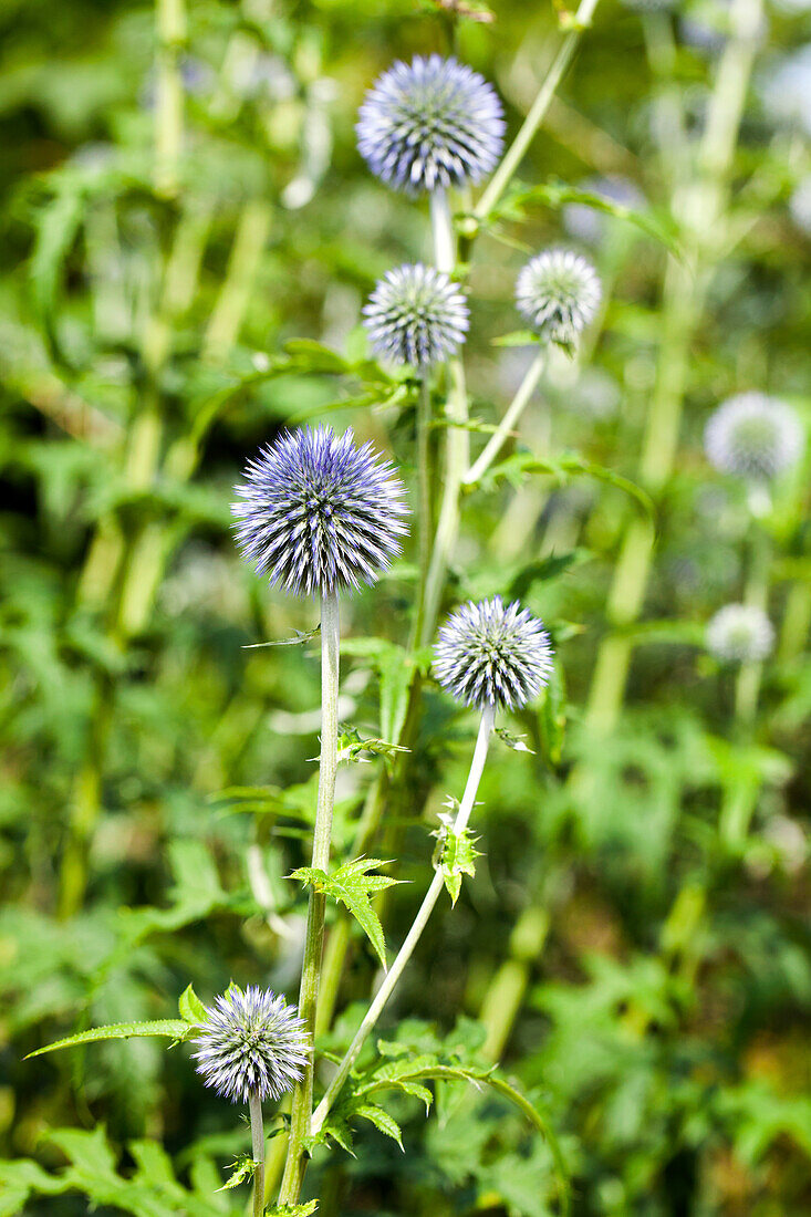 Echinops ritro