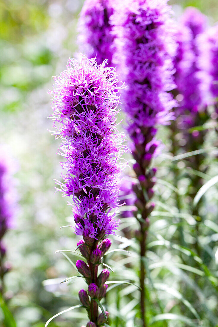 Liatris spicata 'Kobold'