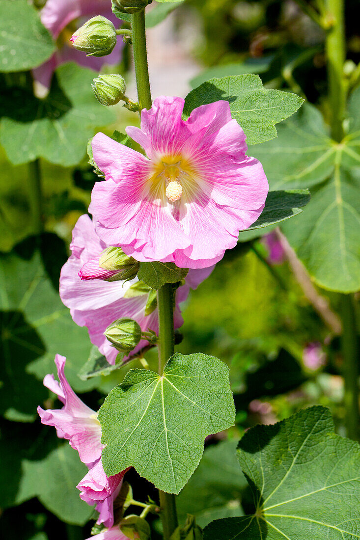 Alcea rosea