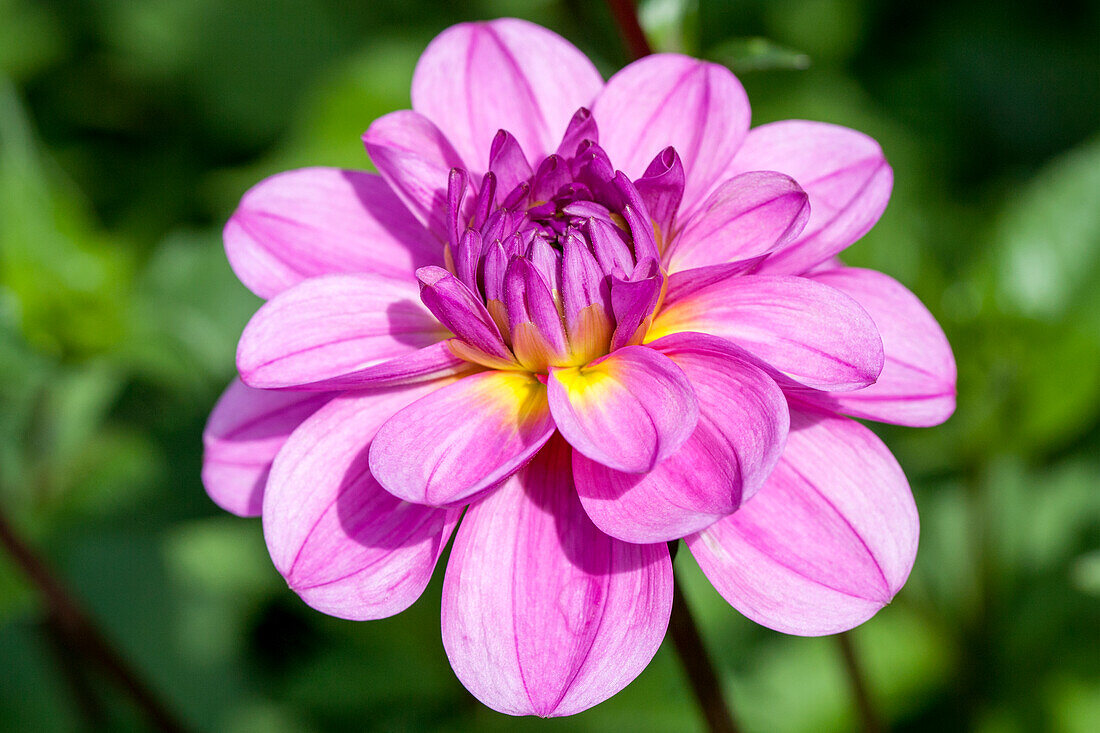 Dahlia 'Brigitte Epple